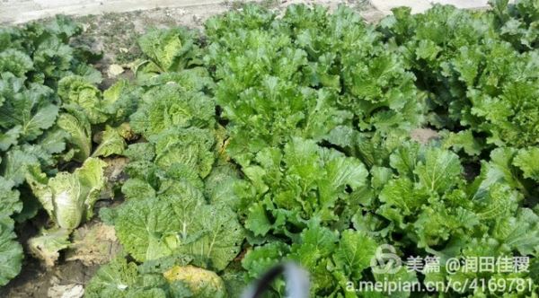 中稷钛谷：抗水解稳定离子钛在河北省玉田县的蔬菜种植中的应用，效果超级棒！