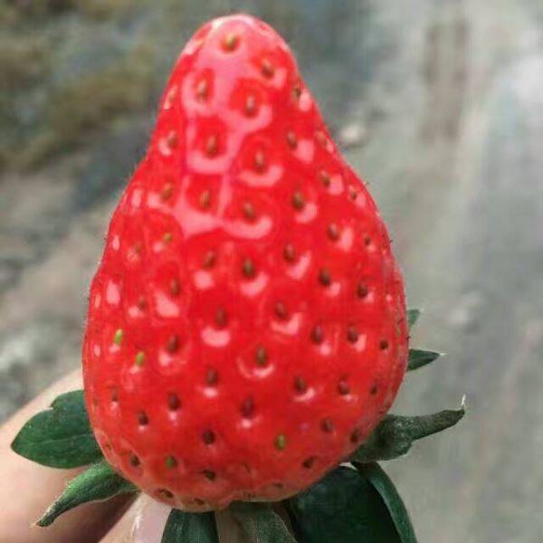 抗水解稳定离子钛在重庆草莓上的应用
